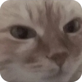 😡 emoji @STICKRULE <- БОЛЬШЕ Telegram sticker 7 of 86