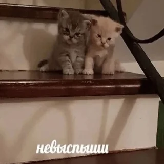 😴 emoji тоша самый лучший Telegram sticker 9 of 39