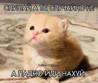 😏 emoji @korolpupsikov Смешные картинки два Telegram sticker 16 of 50