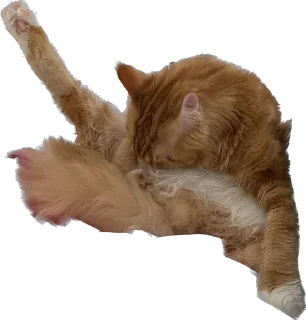 Sticker from Кот