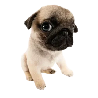 🥺 emoji мопси Telegram sticker 13 of 68