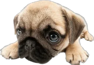 🥺 emoji мопси Telegram sticker 10 of 68