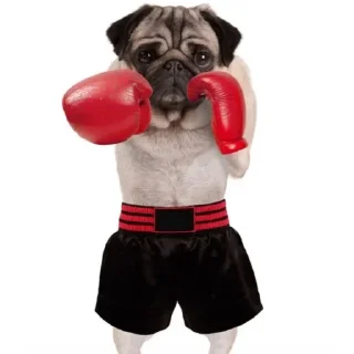 🐶 emoji мопси Telegram sticker 23 of 68