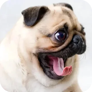 😱 emoji мопси Telegram sticker 22 of 68
