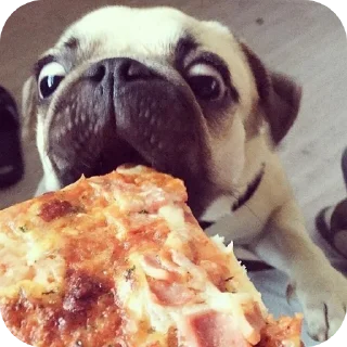 🍕 emoji @kill2560 он крутой 😎 Telegram sticker 12 of 120