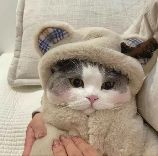😻 emoji っ♡котики♡と Telegram sticker 12 of 20