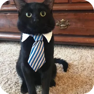 🐱 emoji щовел Telegram sticker 10 of 65