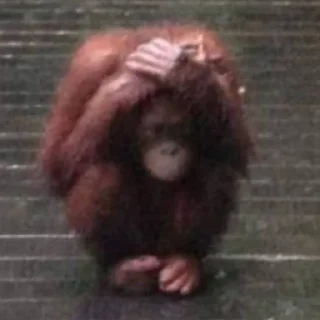 🙉 emoji Обизяний пон Telegram sticker 14 of 56