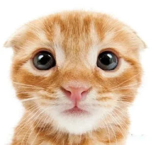 😐 emoji кошечки хорошие Telegram sticker 21 of 28