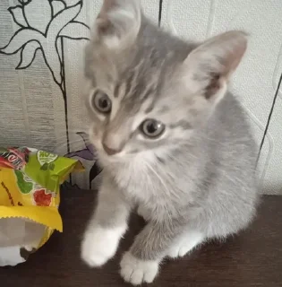 Sticker from кошечки хорошие