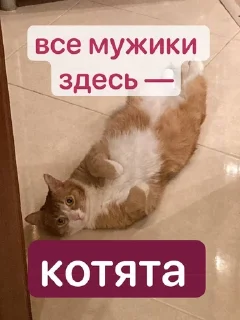 😻 emoji myjiki Telegram sticker 10 of 61