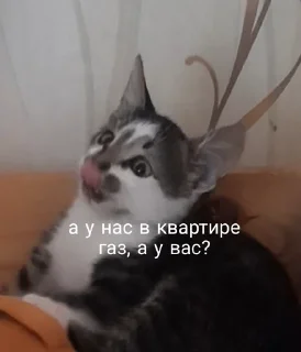 😛 emoji степа Telegram sticker 14 of 26
