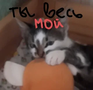 😘 emoji степа Telegram sticker 12 of 26