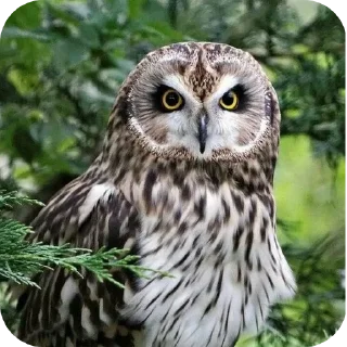 🐦 emoji Ебейший стикер пак Telegram sticker 18 of 30