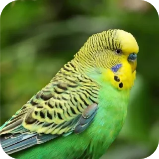 🐦 emoji Ебейший стикер пак Telegram sticker 22 of 30
