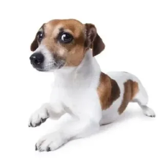 🐶 emoji сборище sajio Telegram sticker 24 of 56