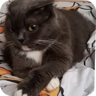 🐱 emoji Lobzickstick Telegram sticker 17 of 17