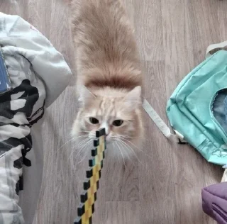 Sticker from кот Пушистик Саня Ренчик рыжы