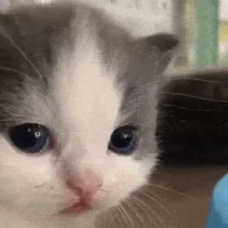 😔 emoji мемес Telegram sticker 9 of 67