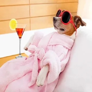😶 emoji собака смешная не могу Telegram sticker 15 of 120