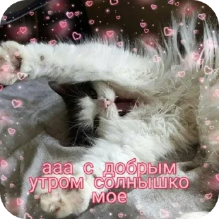 🐱 emoji китти кет Telegram sticker 20 of 48