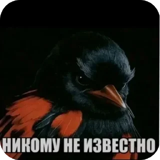 🖼 emoji Чёрные птички Telegram sticker 24 of 90