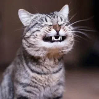 😁 emoji cats Telegram sticker 8 of 46