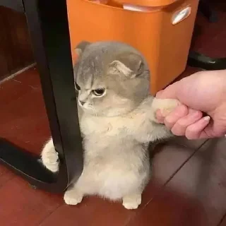 Sticker from cats