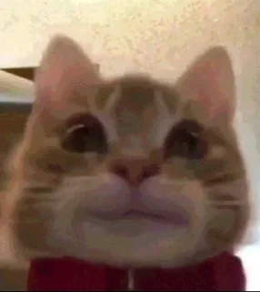 🥹 emoji наташчк. Telegram sticker 4 of 71