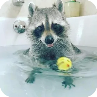 🦝 emoji Еноты :: @CerAnt Telegram sticker 23 of 106