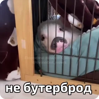 🌟 emoji Омочі. Японець. @shshsti Telegram sticker 19 of 43