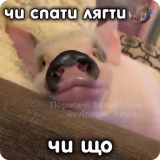 😴 emoji Омочі. Японець. @shshsti Telegram sticker 16 of 43