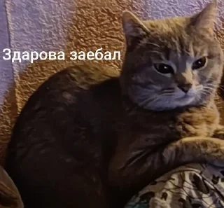 🌟 emoji Ку-ку ёпта Telegram sticker 14 of 24