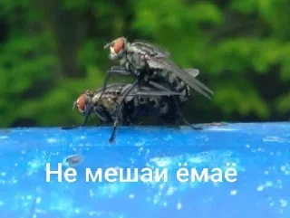🌟 emoji Ку-ку ёпта Telegram sticker 17 of 24