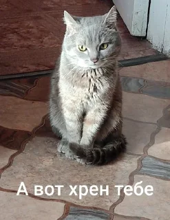 🌟 emoji Ку-ку ёпта Telegram sticker 19 of 24