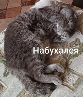 🌟 emoji Ку-ку ёпта Telegram sticker 5 of 24