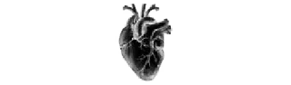 🫀 emoji Gadjiev pak Telegram sticker 14 of 17