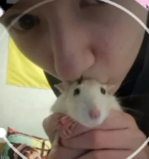 🐀 emoji пон Telegram sticker 14 of 39