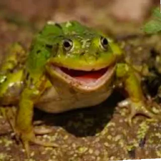 😄 emoji Чо за фигня Telegram sticker 22 of 31