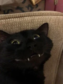 😁 emoji мыши и животные Telegram sticker 20 of 43