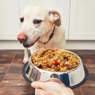 🍚 emoji плов всему голова Telegram sticker 5 of 7