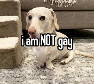🐶 emoji homophobic dog Telegram sticker 12 of 34
