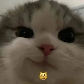 😼 emoji Сенякор @Koral_Yokiro Telegram sticker 1 of 120