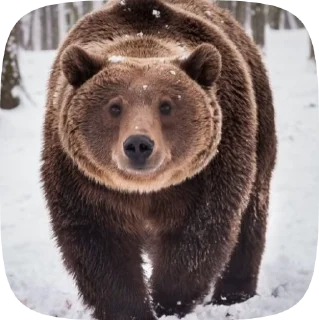 🐻 emoji Мишка @Aimee_omoide Telegram sticker 18 of 50