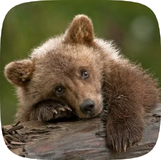 🐻 emoji Мишка @Aimee_omoide Telegram sticker 6 of 50