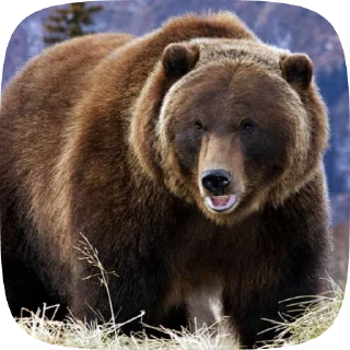 🐻 emoji Мишка @Aimee_omoide Telegram sticker 23 of 50