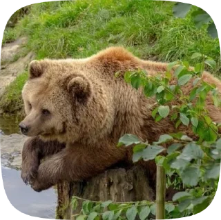 🐻 emoji Мишка @Aimee_omoide Telegram sticker 10 of 50