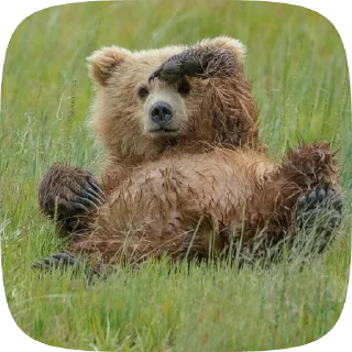 🐻 emoji Мишка @Aimee_omoide Telegram sticker 9 of 50