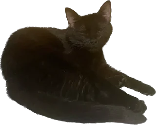 Sticker from лютик жопа попа