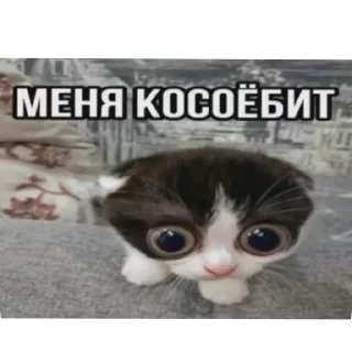 🐱 emoji Ересь лол Telegram sticker 8 of 90
